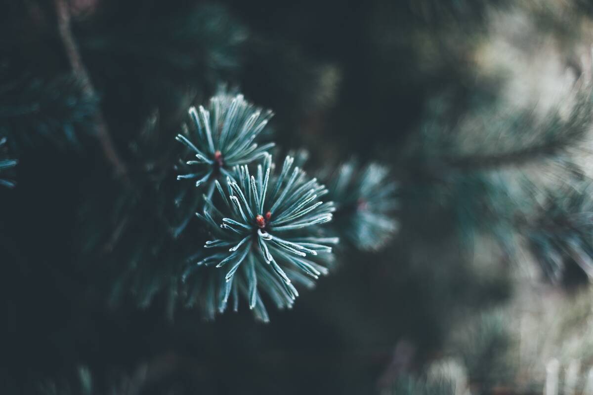 christmas-tree-2179023.jpg