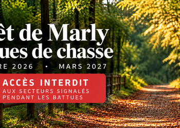 Photo de Battues de chasse en Forêt de Marly 2026-2027