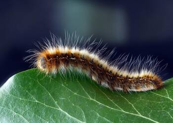 Photo de Les chenilles processionnaires sont de retour 