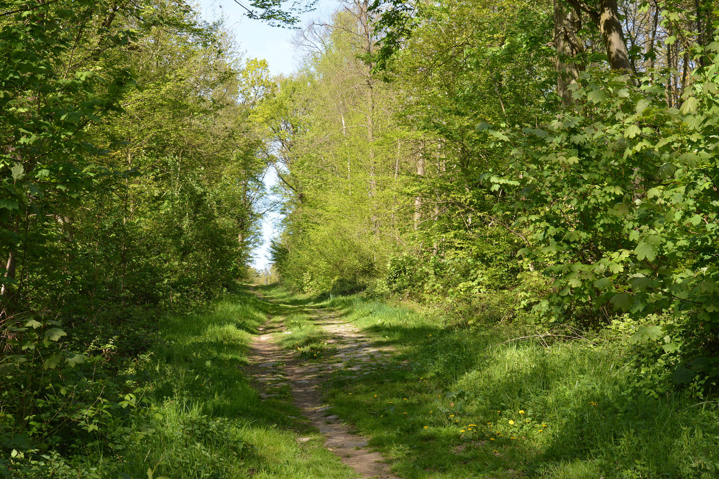 Photo de esprit nature