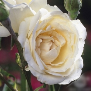 Rosier 'Blanc Queen Elisabeth'