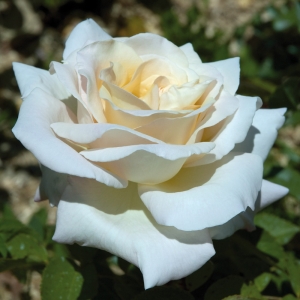 Rosier 'Jardin de Bagatelle'