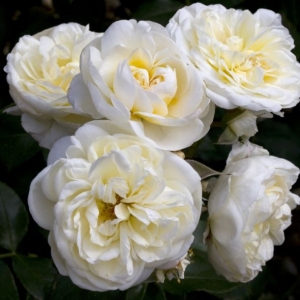 Rosier à massif 'Lady Romantica'
