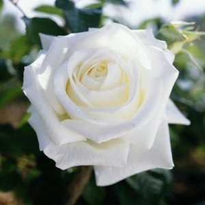 Rosier 'Metropolitan'