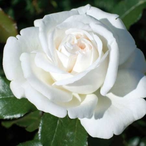 Rosier 'Pierre Arditi'