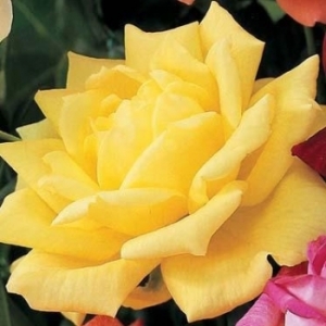 Rosier 'Casanova'