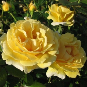 Rosier 'Michelangelo'