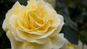 Rosier 'Raffaello'