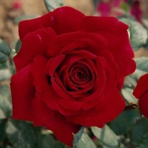 Rosier 'Botero'