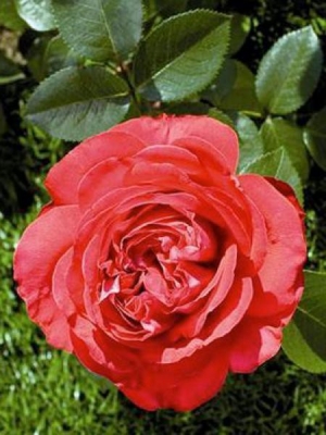 Rosier 'Marylou'