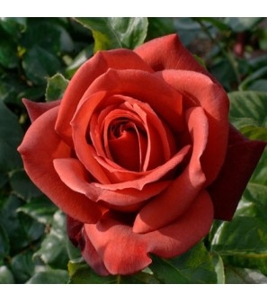 Rosier 'Terracota'